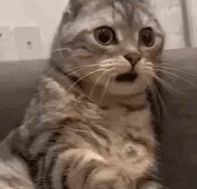 cat meme