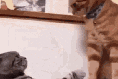 cat meme