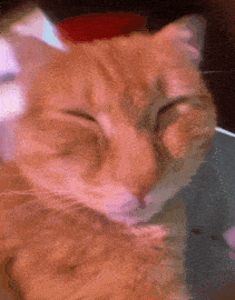 cat meme