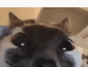 cat meme