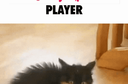 cat meme