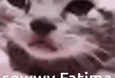 cat meme