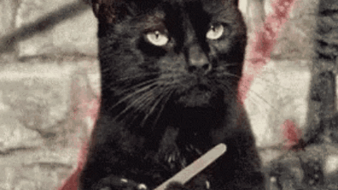 cat meme