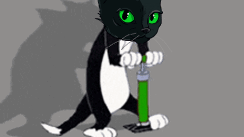 cat meme
