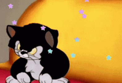 cat meme