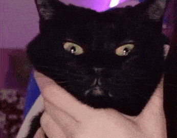 cat meme