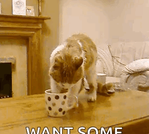 cat meme