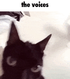 cat meme