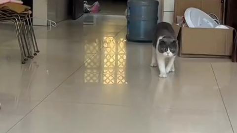 cat meme