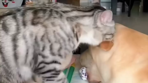cat meme