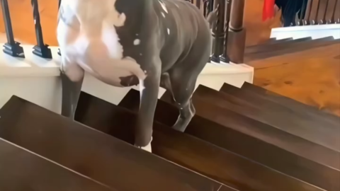 cat meme