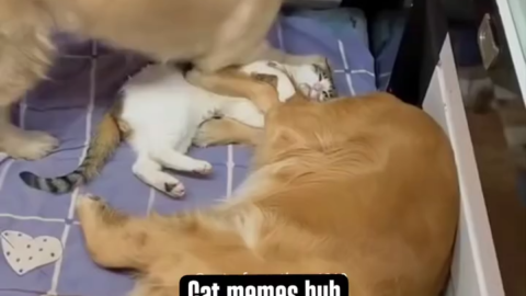 cat meme