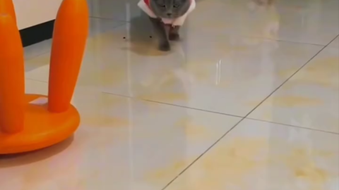 cat meme
