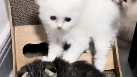 cat meme
