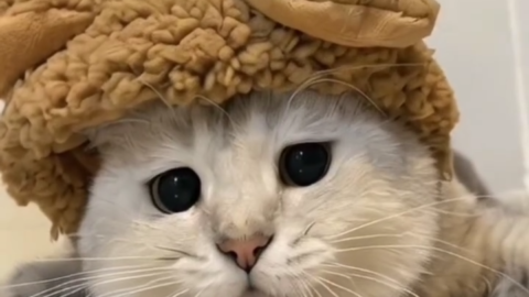 cat meme