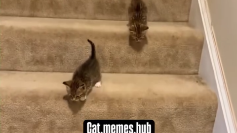 cat meme