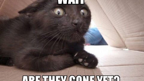 cat meme