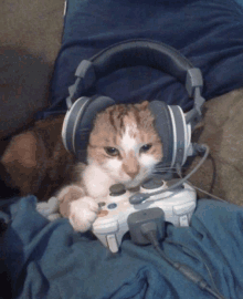 cat meme