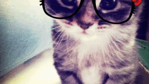 cat meme